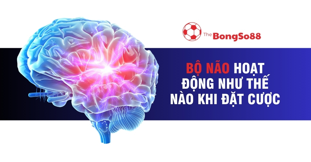 Bộ Não Hoạt Động Như Thế Nào Khi Đặt Cược