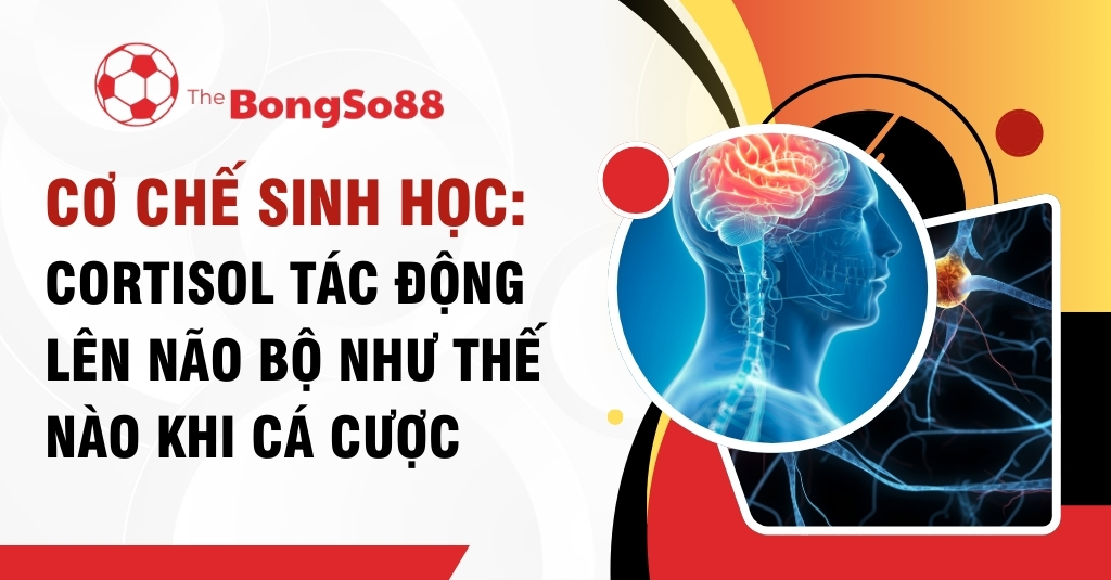 Cơ chế sinh học: cortisol tác động lên não bộ như thế nào khi cá cược 